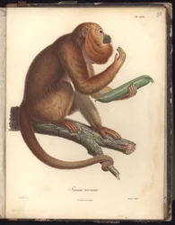 Simia ursina, plaat XXX, illustratie uit Recueil d