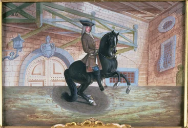 Nr. 36 Een bruine baai paard van de Spaanse Rijschool die een pirouette uitvoert dicht bij de grond