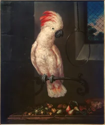 Witte papegaai
