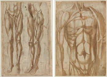 Twee Studies van een Gevild Man (recto) Studie van een Gevild Torso (verso)