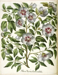 Alcca Syriaca, uit 