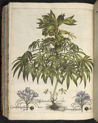 Helleborus (illustratie uit 