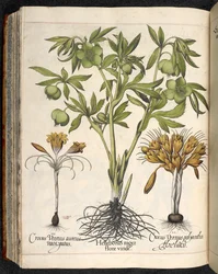 Helleborus niger, Crocus vernus, uit Hortus Eystettensis, door Basilius Besler