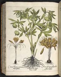 Helleborus niger (illustratie uit 