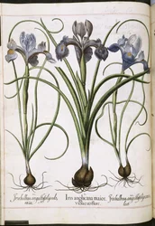 Iris, uit 