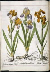 Iris, uit 