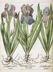 Iris, uit 