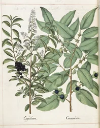 Ligustrum en Guiacana, uit 