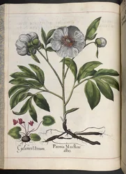 Plaat 106: Cyclamen Vernum, Paonia Mas flore albo, uit Hortus Eystettensis, door Basilius Besler