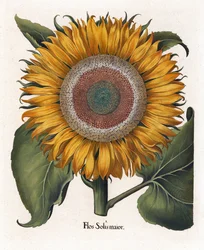 De gewone zonnebloem