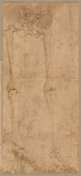 Onderste helft van skelet van voren, vroege 1540s
