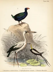 Aziatische openbekooievaar, fazantstaartjacana en takahe