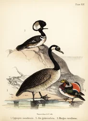 Canadese gans, Mandarijneend en kapmeeuw