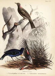 Satijn- en bruinborstvogel