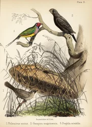 Sociable wever, grote grondvink en Gouldian vink