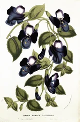 Torenia Asiatica pulcherrima, uit 