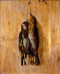 Studie naar de natuur Twee dode vogels vastgepind aan de muur