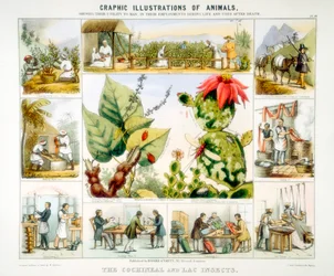 Cochenille- en lakinsecten, ca. 1850