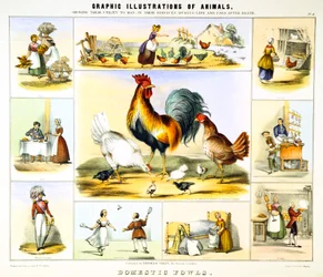 Huishoudelijke Hoenders, ca. 1850