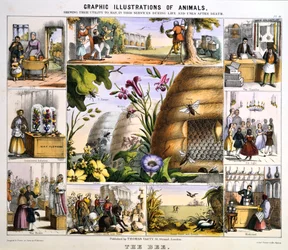 De bij, ca. 1850