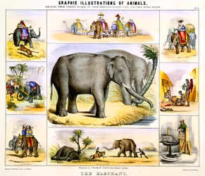 De Olifant, ca. 1850