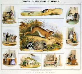 De Haas en het Konijn, c1850