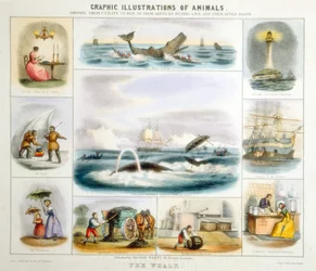 De Walvis, ca. 1850