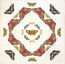 Detail (plaat 1) uit Een Zeldzame Afbeelding van Vlinders en Motten, uitgegeven 1764