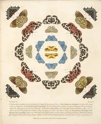 Plaat III uit Een Zeldzame Afbeelding van Vlinders en Motten, uitgegeven 1764