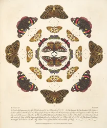 Plaat VII uit Een Zeldzame Afbeelding van Vlinders en Motten, uitgegeven 1764