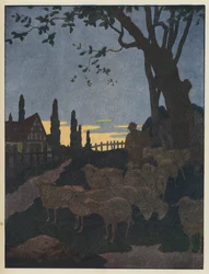 Kudde schapen onder een boom in de schemering