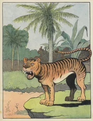 Tijger