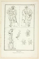 Ontwerp: Verhoudingen van de Farnese Hercules, uit Encyclopédie