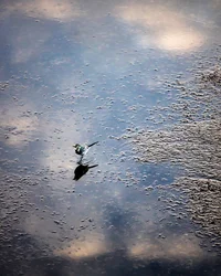 Vogel op de Garonne in Toulouse, Haute-Garonne (foto)