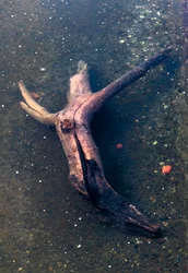 Hout in de vorm van een kruisbeeld in de Garonne, Toulouse, Haute-Garone (foto)