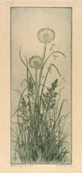 Paardenbloem in het gras