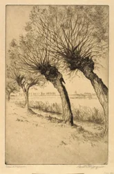 Knotwilgen, Rijsord, Nederland
