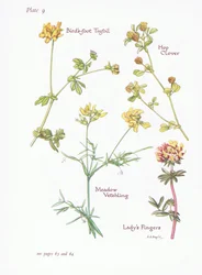 Rolklaver, Hopklaver, Veldlathyrus
