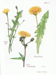 Kattenoor, Paardenbloem, Akkerdistel