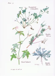Reigersbek, duivenvoet, ooievaarsbek, robertskruid