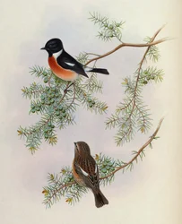 Saxicola maurus indicus, op Juniperus formosana. Uit The Birds of Asia (John Gould), Volume 4