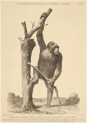 [Gorilla]