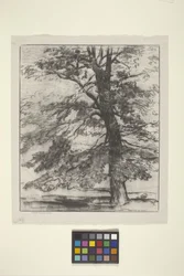 Suikeresdoorn