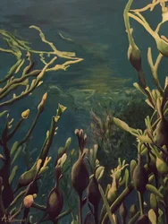Onderwaterkelpbos