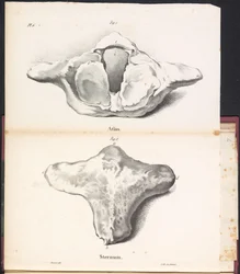 Atlas en sternum van de walvis, 1827