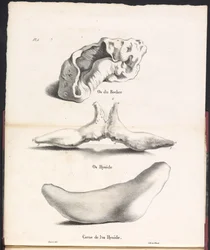 Drie delen van het tongbeen van de walvis, 1827