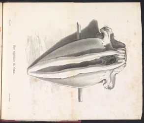 Schedel van de walvis, 1827