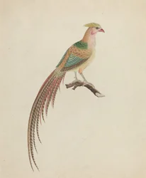 Goudfazant (Chrysolophus pictus)