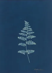 Hothocleana, ca. jaren 1850 (foto)