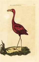Amerikaanse flamingo, Phoenicopterus ruber
